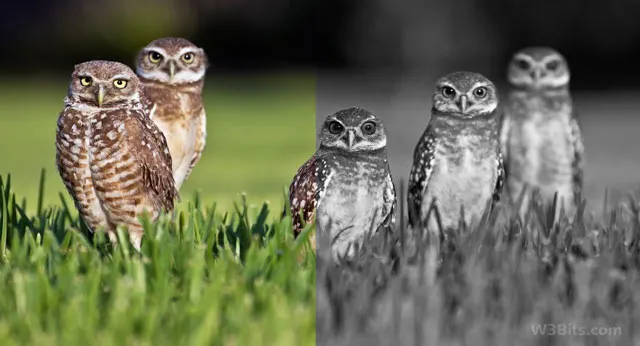 Grayscale images in CSS Grayscale images in CSS